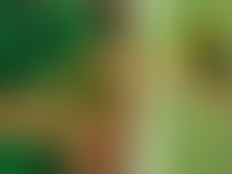 Denuncia tenencia ilegal de animales silvestres en Chiriquí