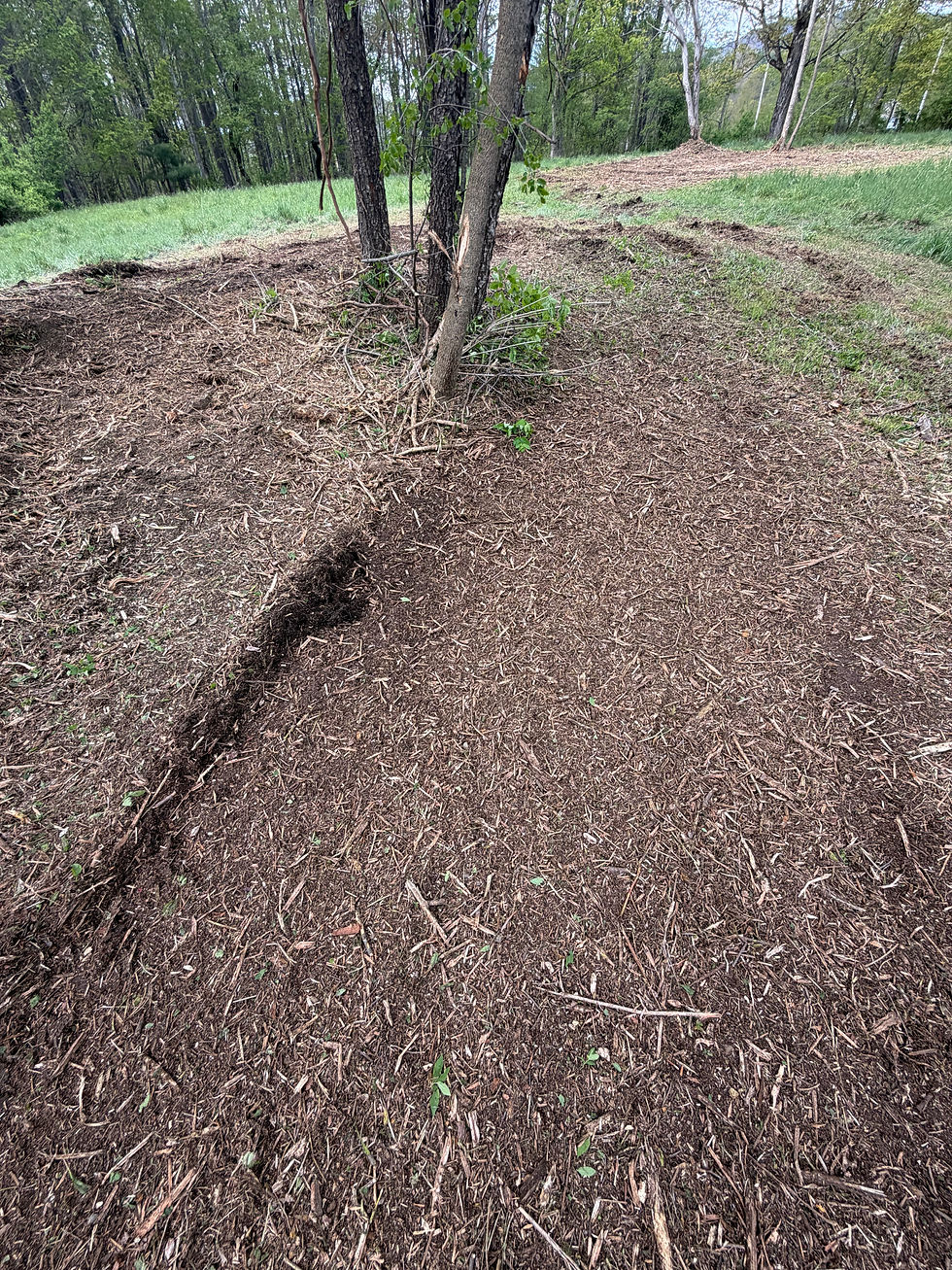 Close-up view of fresh mulch layer on forest floor after mulching