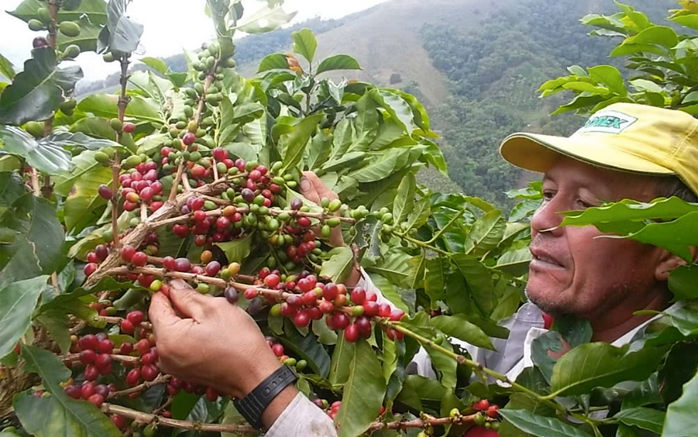 サムネイル： コロンビアスプレモ300g