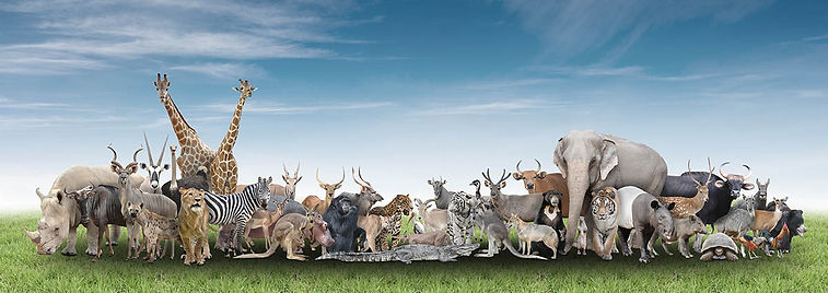 vecteezy_animal-of-the-world_web.jpg