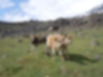 Plateau