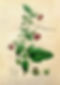 atropa belladonna - 21,29,7.jpg