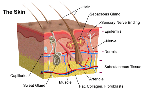 There is a relationship between skin and gut health