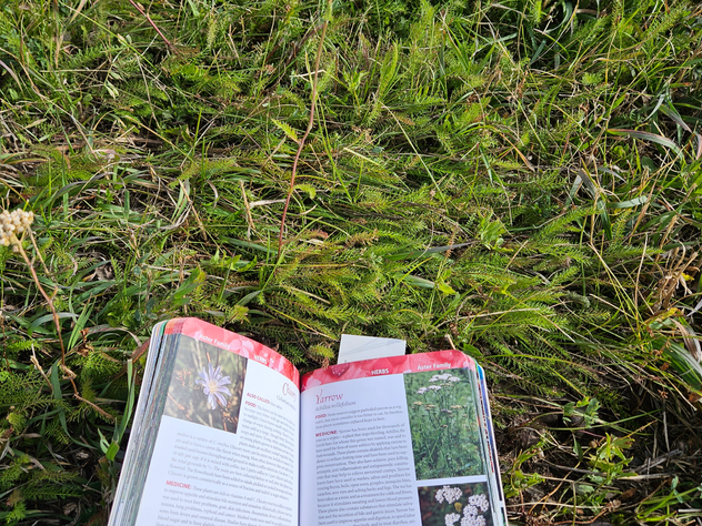 Foraging yarrow with a herbal guide book