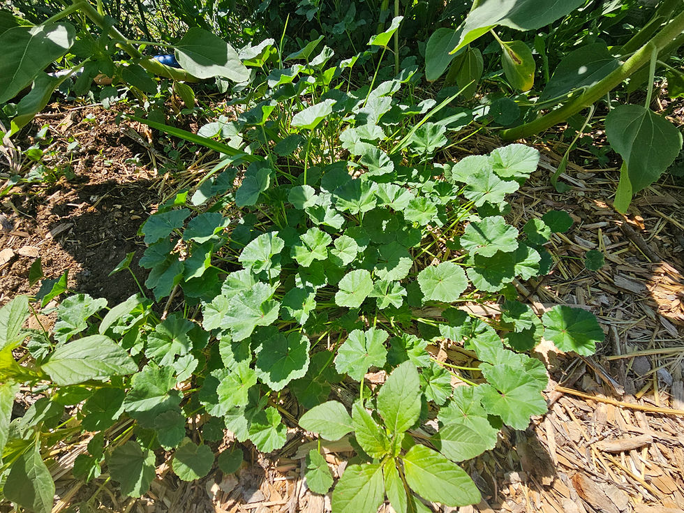Common mallow in the garden