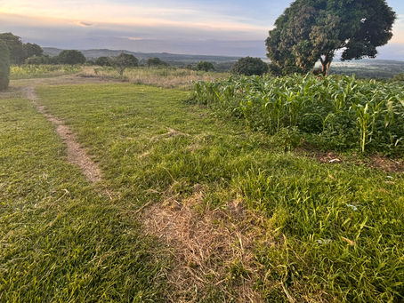 View from a family farm in Masaka, Uganda, with green fields, a large tree, and a peaceful evening sky. Taken by Ashlee Kidde