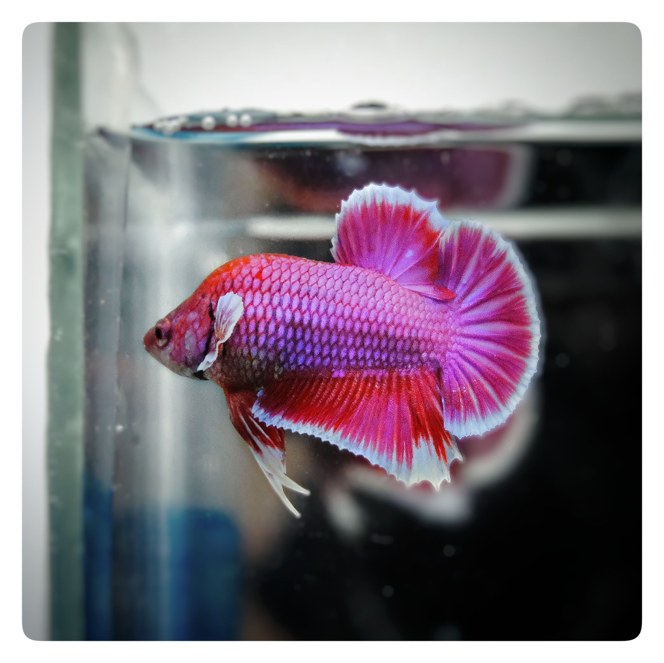 Big Ears Red Magenta White