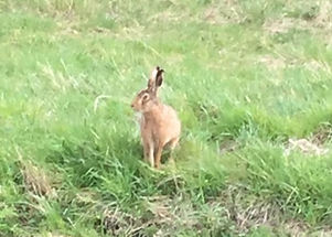 Hare