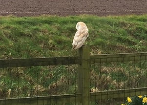 Barn Owl
