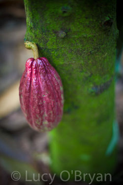 Cocoa Pod