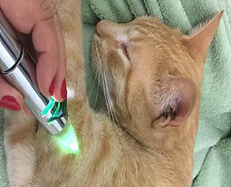 animatera-medicina-veterinaria-cromoterapia1.jpg