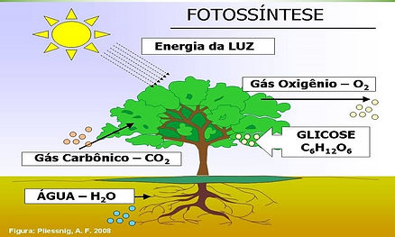 o-que-e-a-fotossintese-saiba-como-a-luz-solar-se-transforma-em-energia.jpg