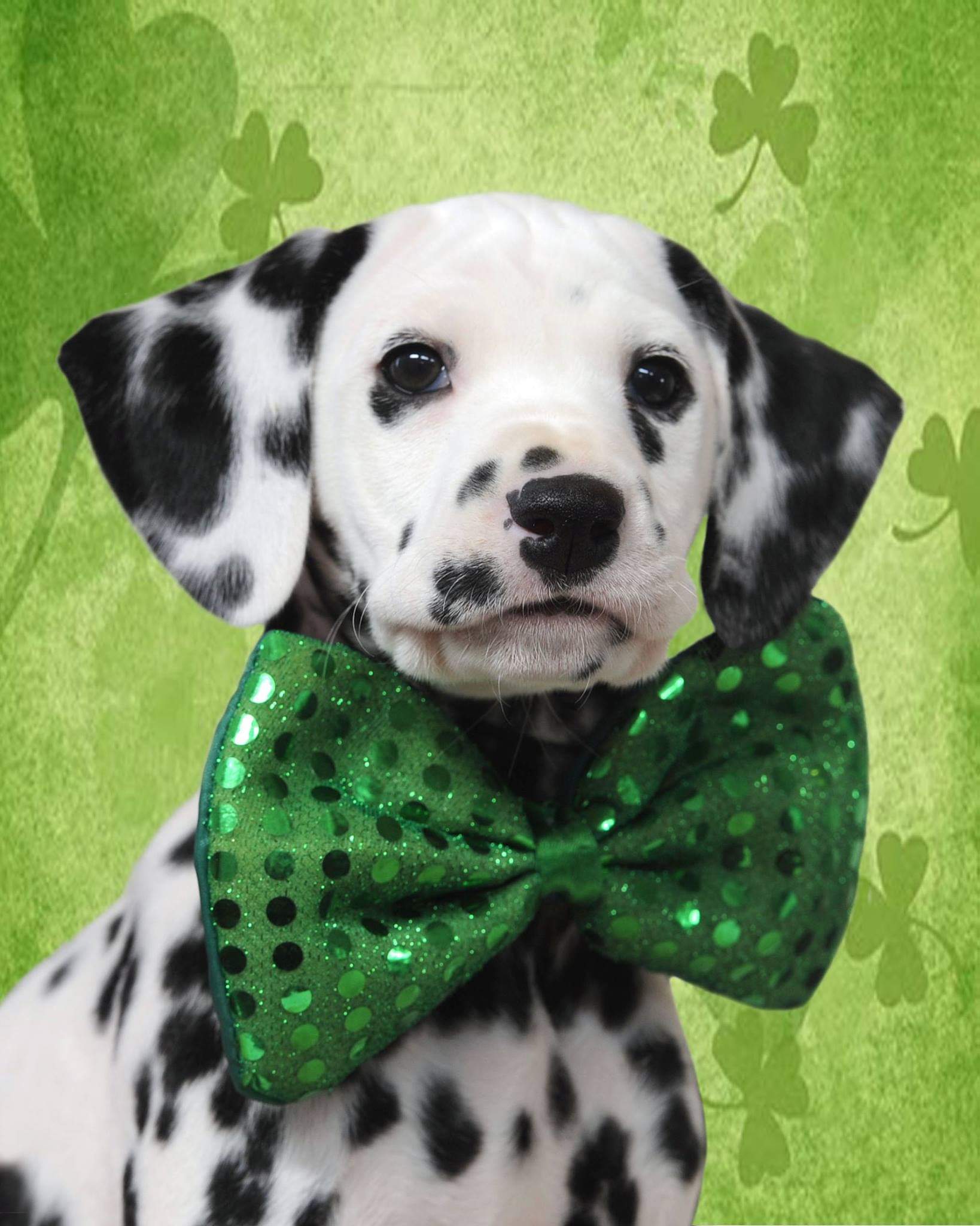 Writer: Tara Brumfield