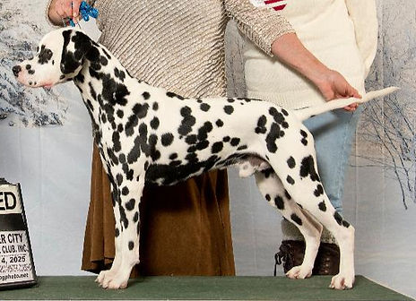 Ace stacked with tail_edited.jpg