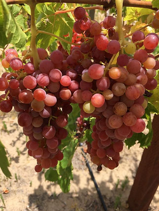 Grapes.jpg