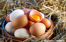 Free range eggs