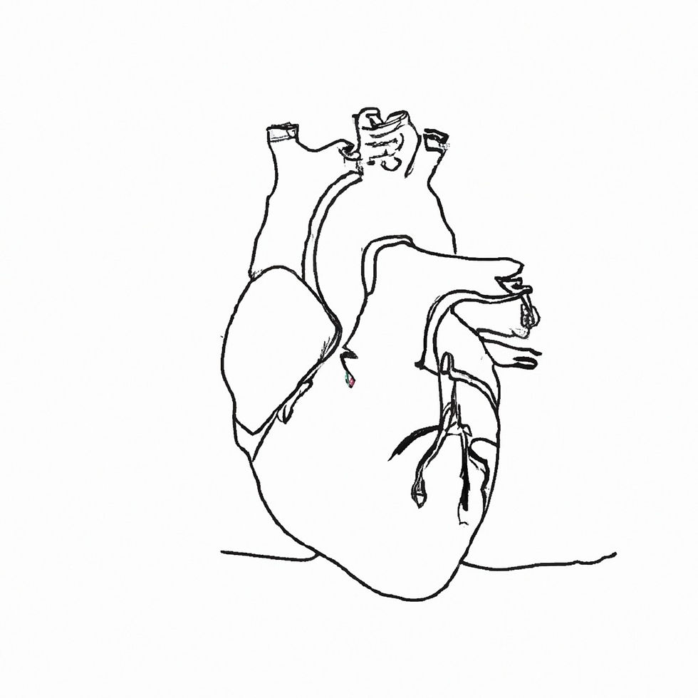 An anatomical heart
