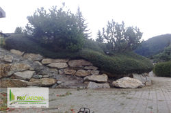 Cotoneasters, chèvrefeuille...