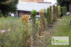 Taille de haie mixte (variée)