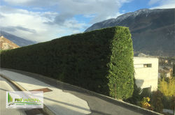 Formation de haie anti-brui