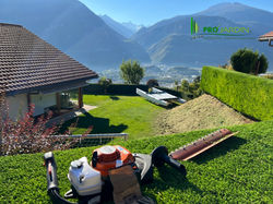 Taille de haie de cyprés