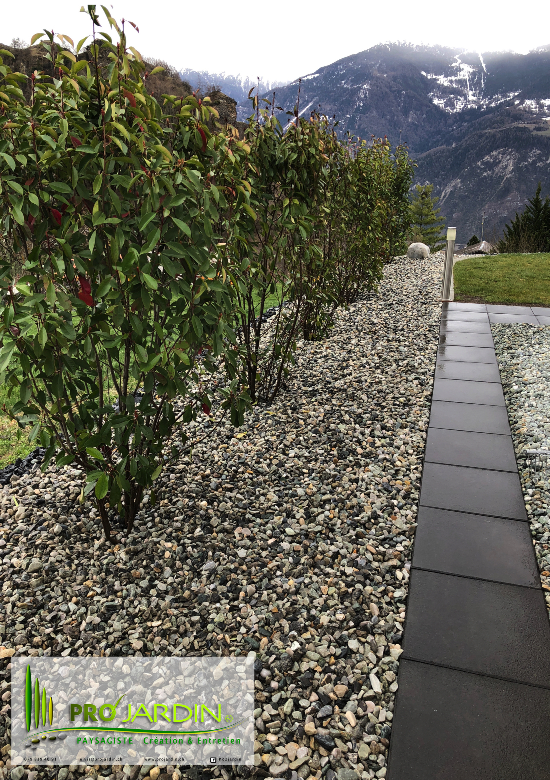 Plantation_Photinia_haie_isolée