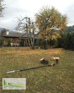 Rabattage des arbres envahissant