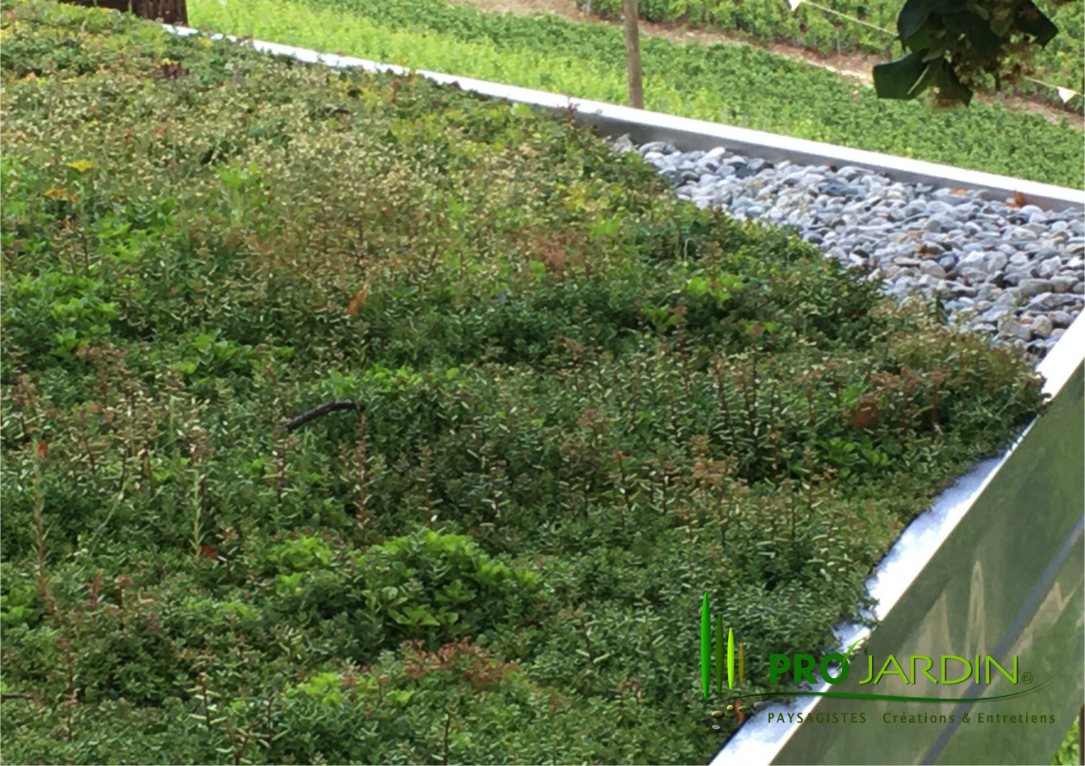 Sedum precultivé sur un toit