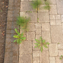 Fris Terras is expert in terrasreiniging en gespecialiseerd in de verwijdering van groene aanslag, korstmossen en overige vervuilingen aan uw terras, vlonder of bestrating.