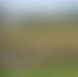 Chestnut Paling Fencing Materials with gate