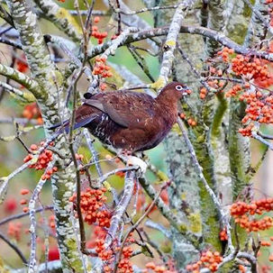 Rowan The Grouse