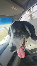 BS Custom family dog that is black white with brown eyes and his tongue sticking out
