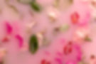 flat-lay-pink-flowers-pink-colored-water.jpg