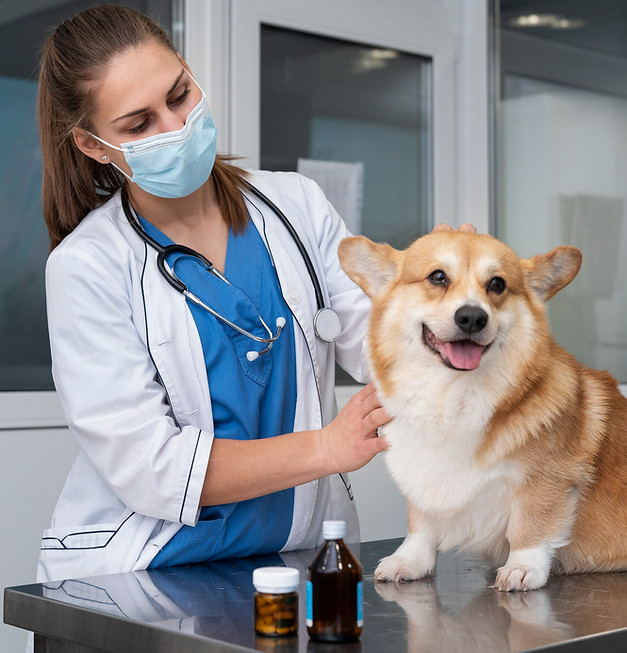 Tierärztin untersucht Corgi-Hund, medizinische Kleidung, Medikamente, vetzentrum, im Untersuchungraum