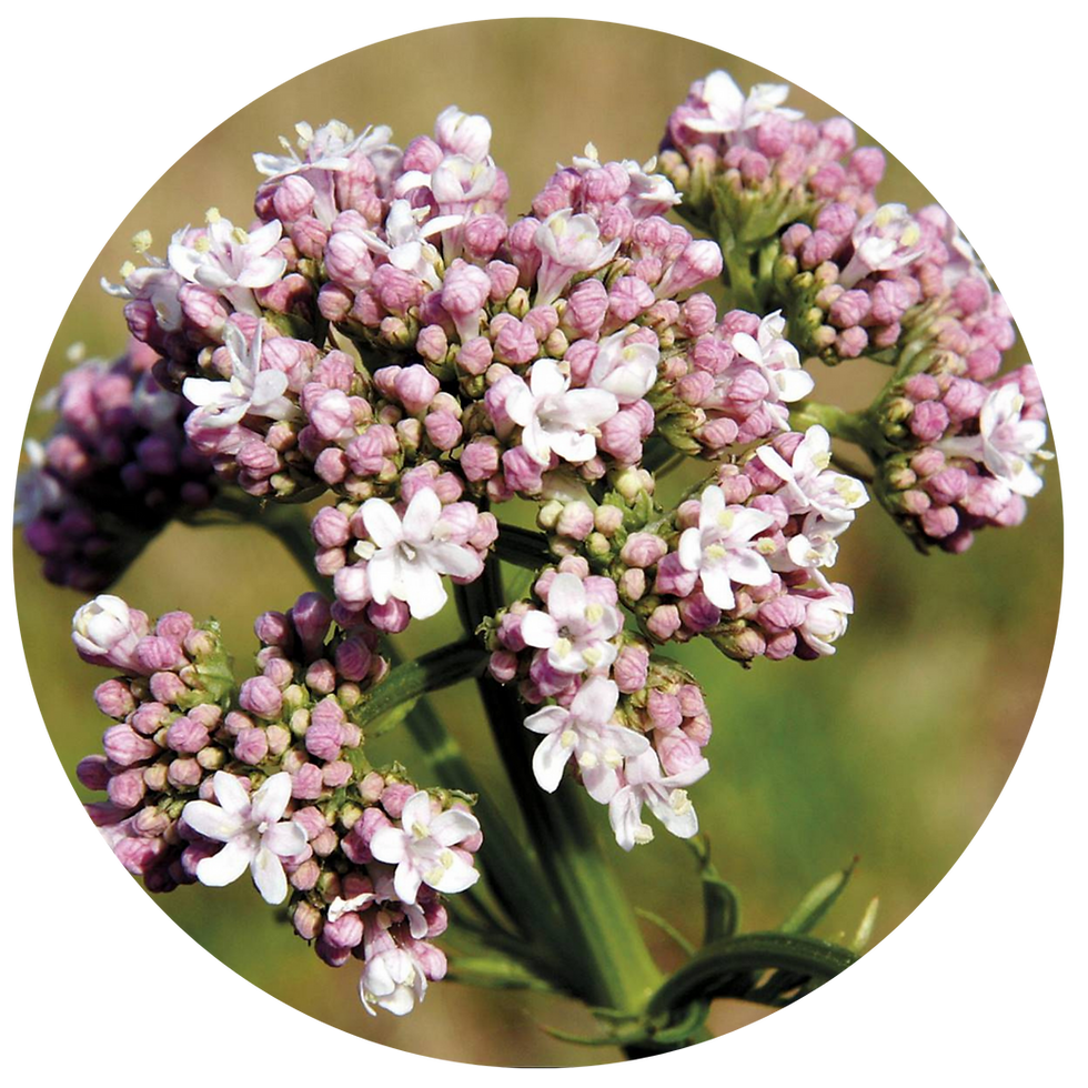 Miniature : TISANE FLEURS BIO | MORPHÉE