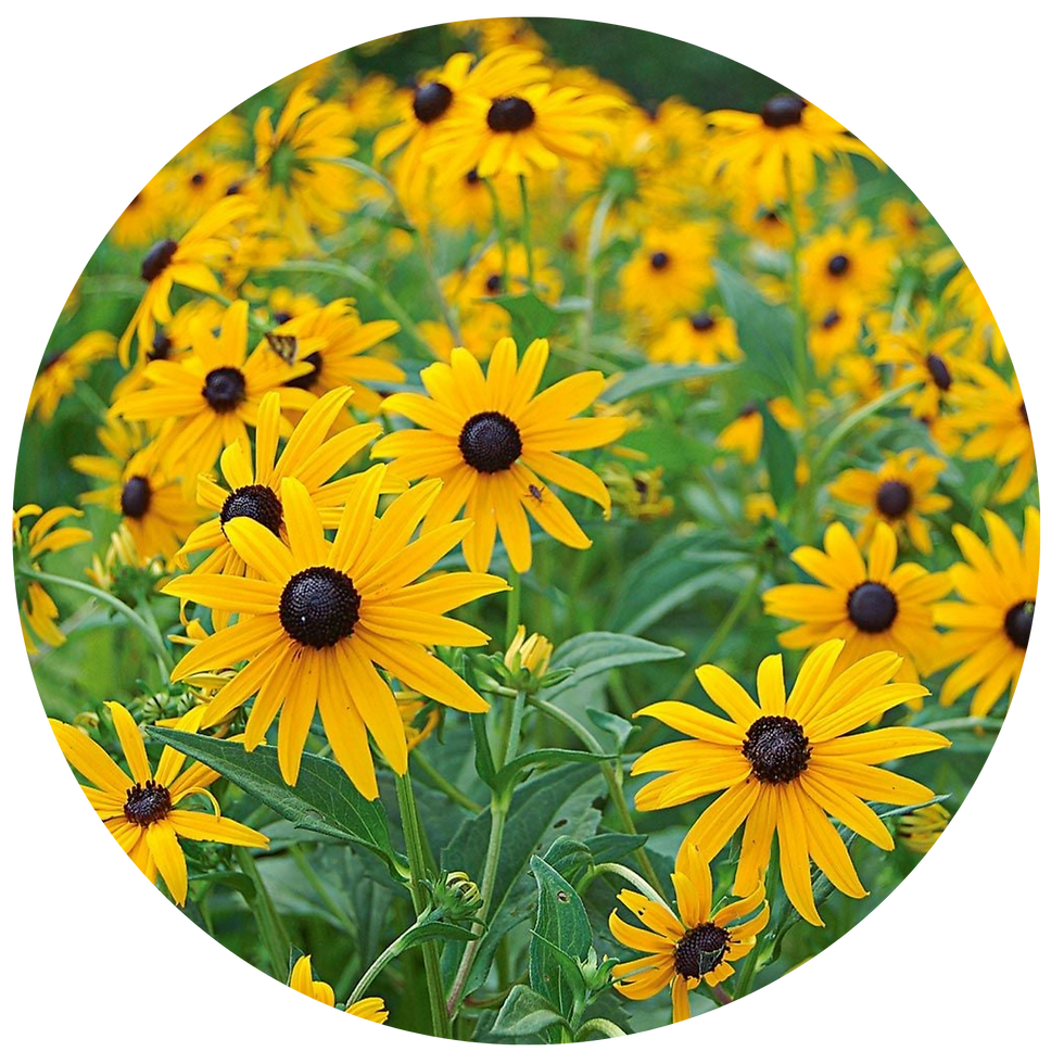 Miniature : TISANE FLEURS BIO | ANTI-STRESS