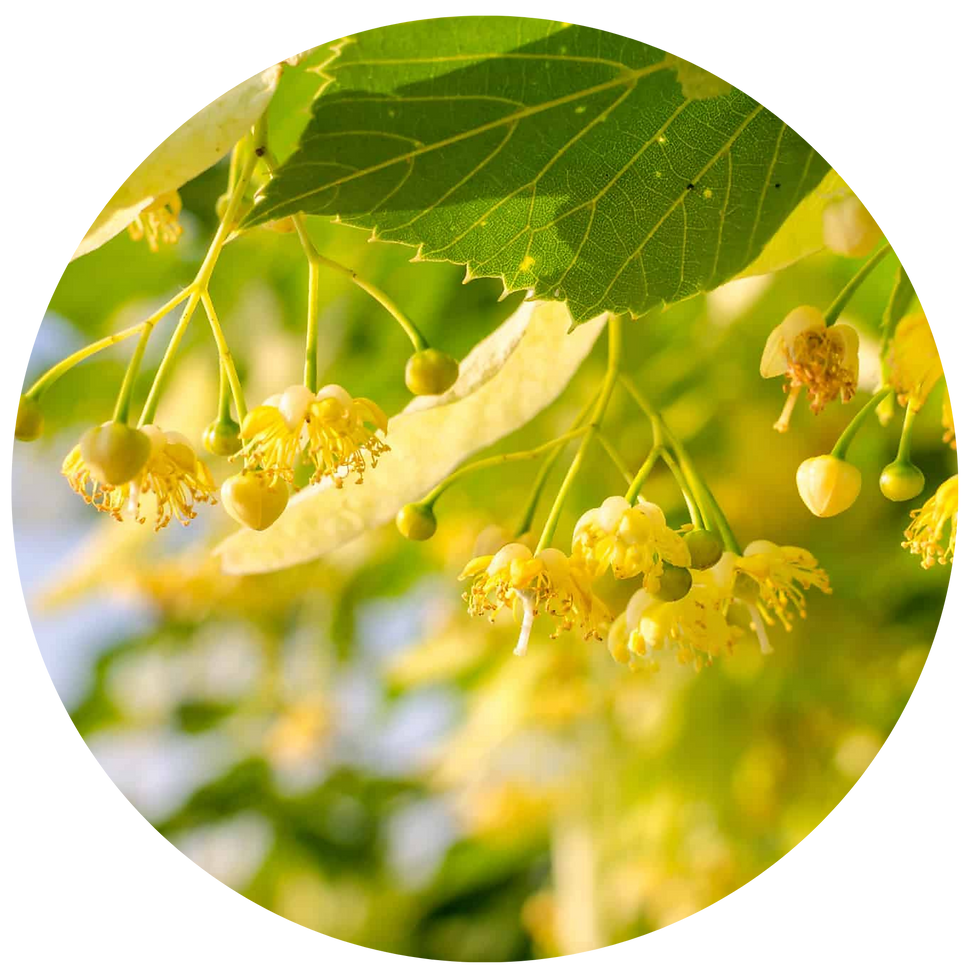 Miniature : TISANE FLEURS BIO | ANTI-STRESS