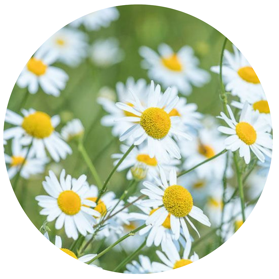 Miniature : TISANE FLEURS BIO | MORPHÉE