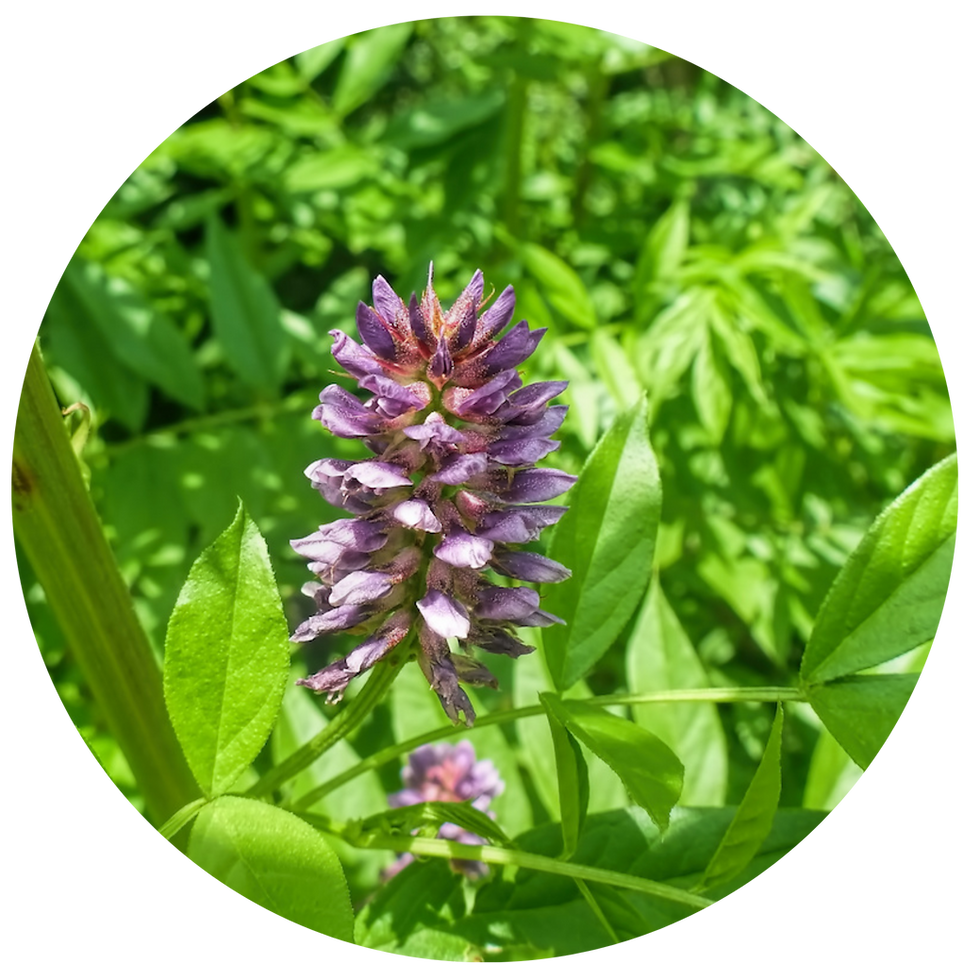 Miniature : TISANE FLEURS BIO | FOCUS