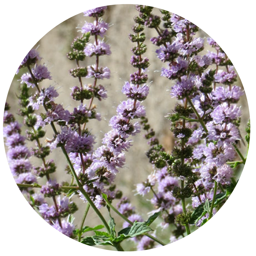 Miniature : TISANE FLEURS BIO | MORPHÉE