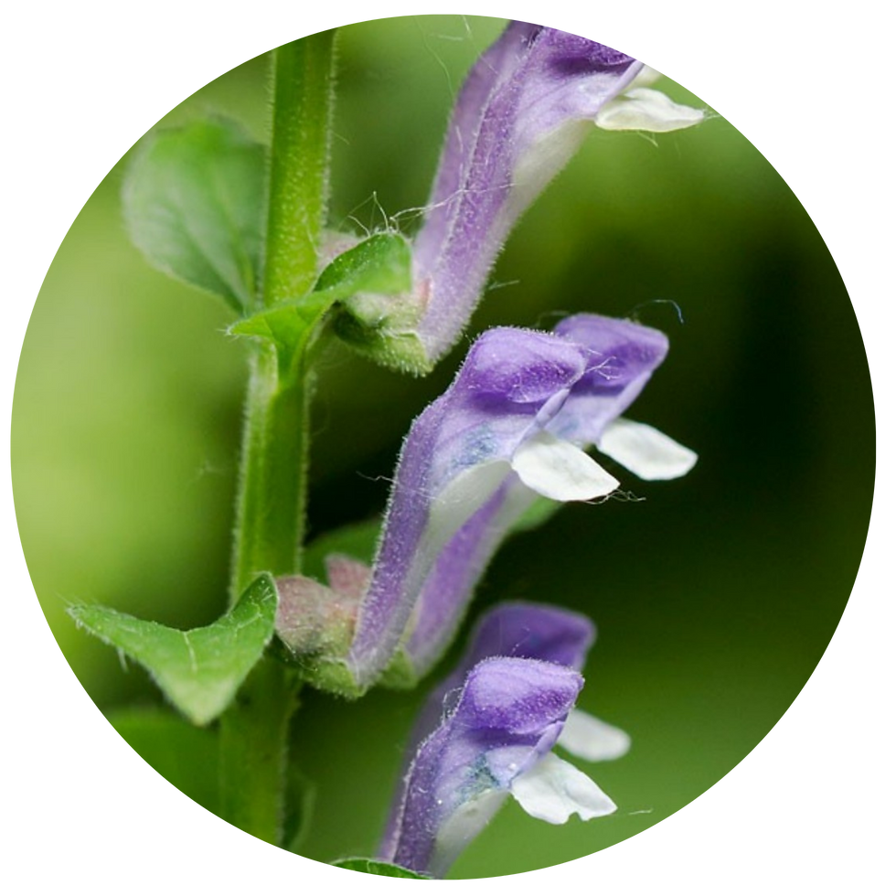 Miniature : TISANE FLEURS BIO | ANTI-STRESS
