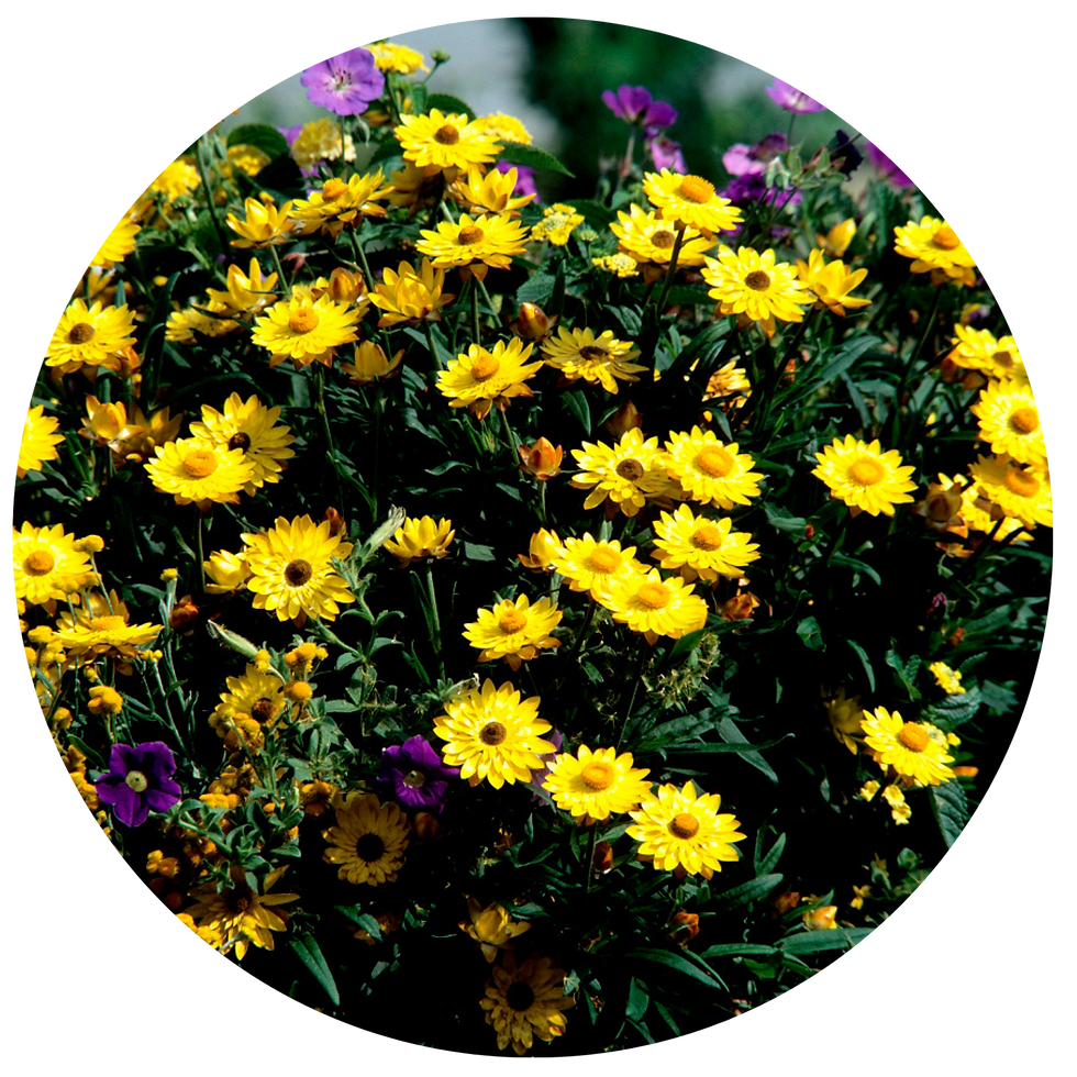 Miniature : TISANE FLEURS BIO | ANTI-STRESS