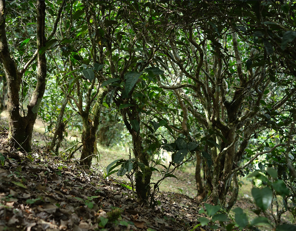 Miniature : Pu0erh sheng Ba Ka Noy printemps 2024