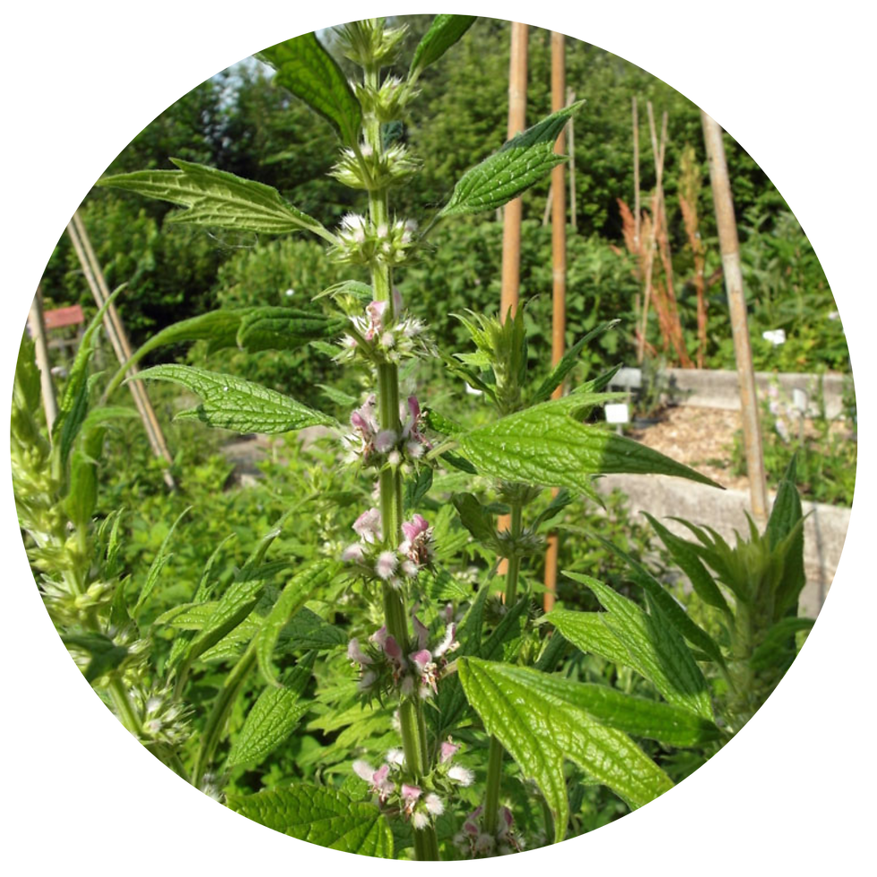 Miniature : TISANE FLEURS BIO | ANTI-STRESS