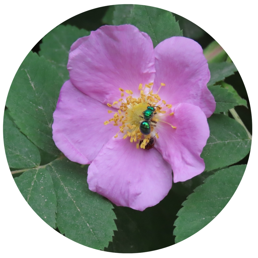 Miniature : TISANE FLEURS BIO | MORPHÉE