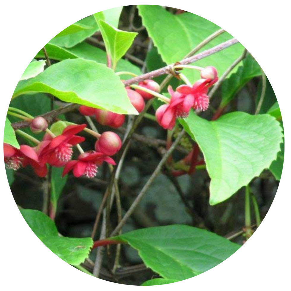 Miniature : TISANE FLEURS BIO | FOCUS