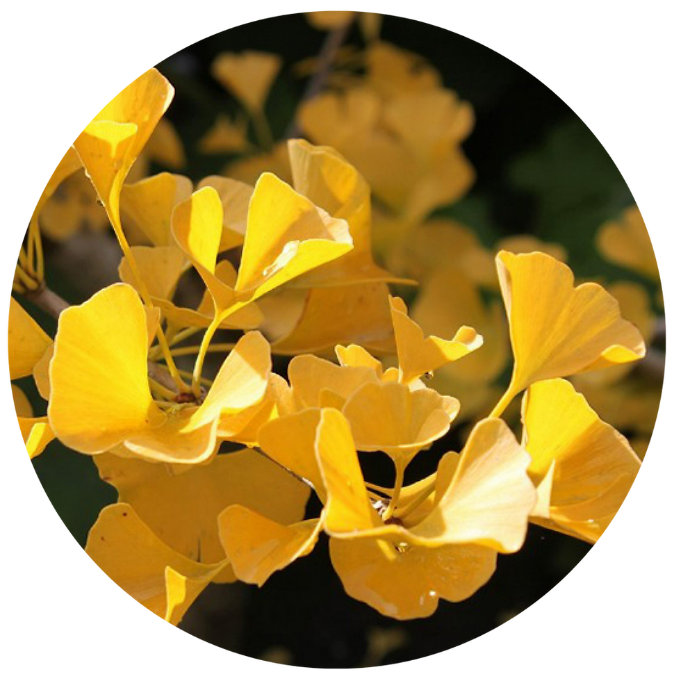 Miniature : TISANE FLEURS BIO | FOCUS
