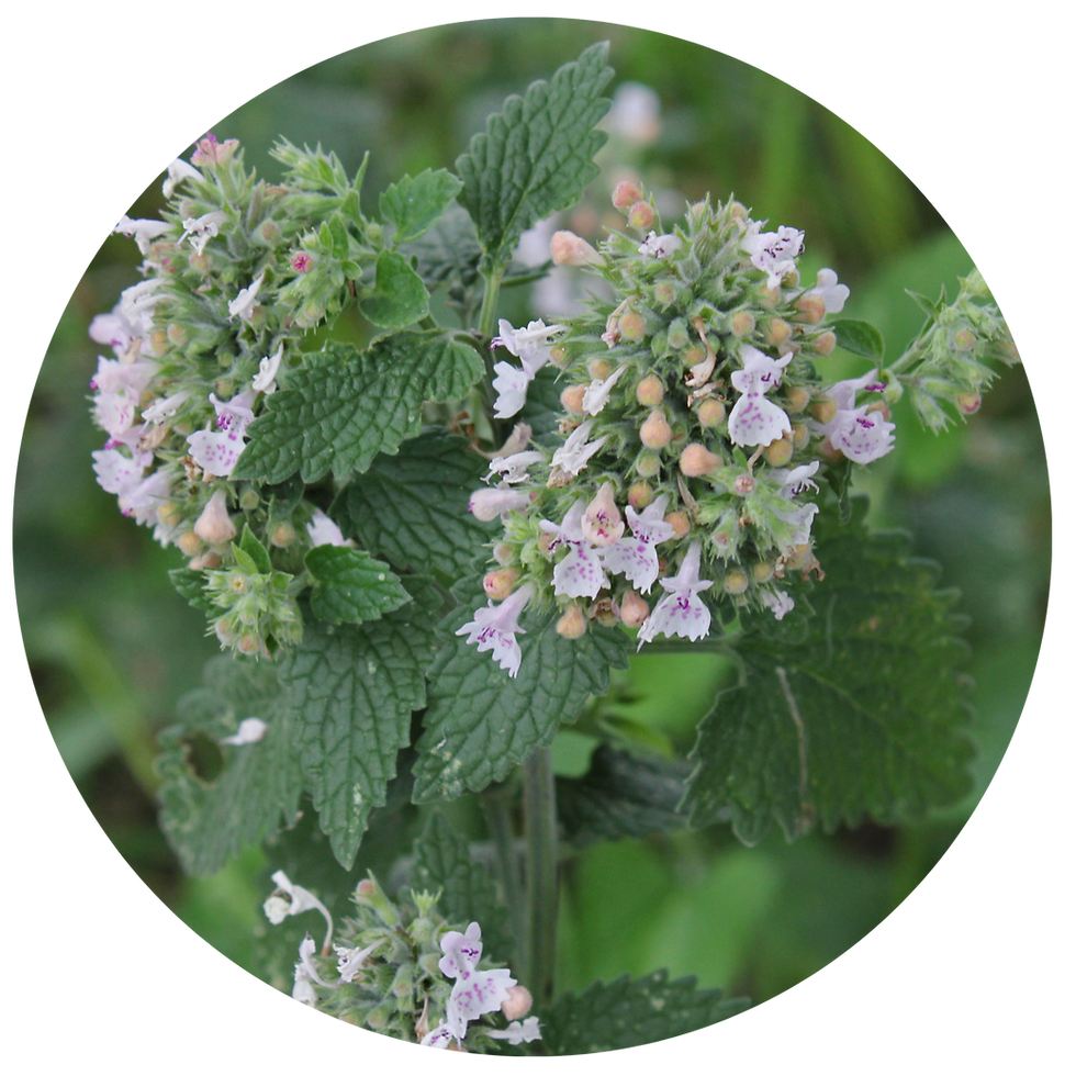 Miniature : TISANE FLEURS BIO | MORPHÉE