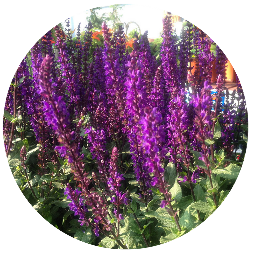 Miniature : TISANE FLEURS BIO | ANTI-STRESS
