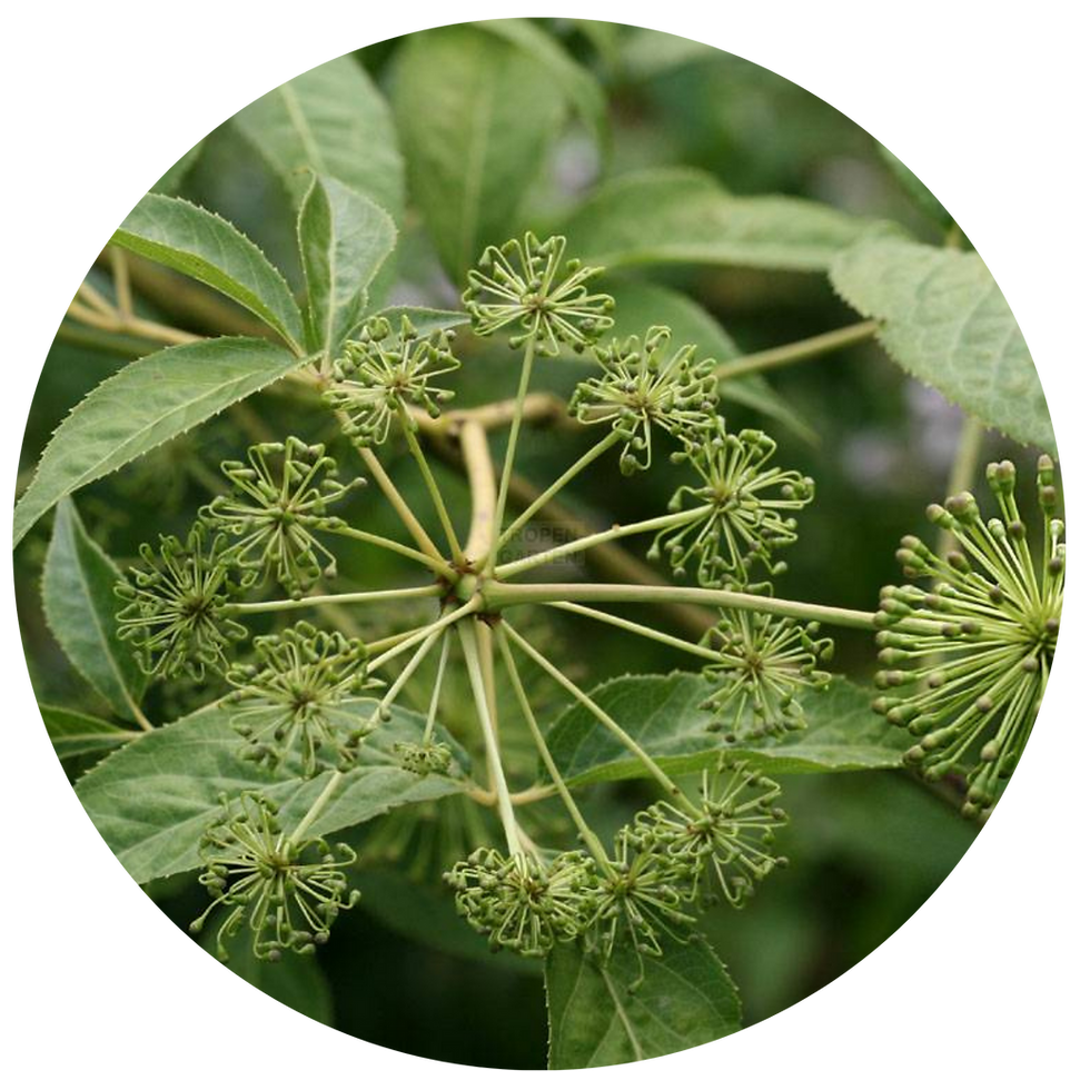 Miniature : TISANE FLEURS BIO | FOCUS
